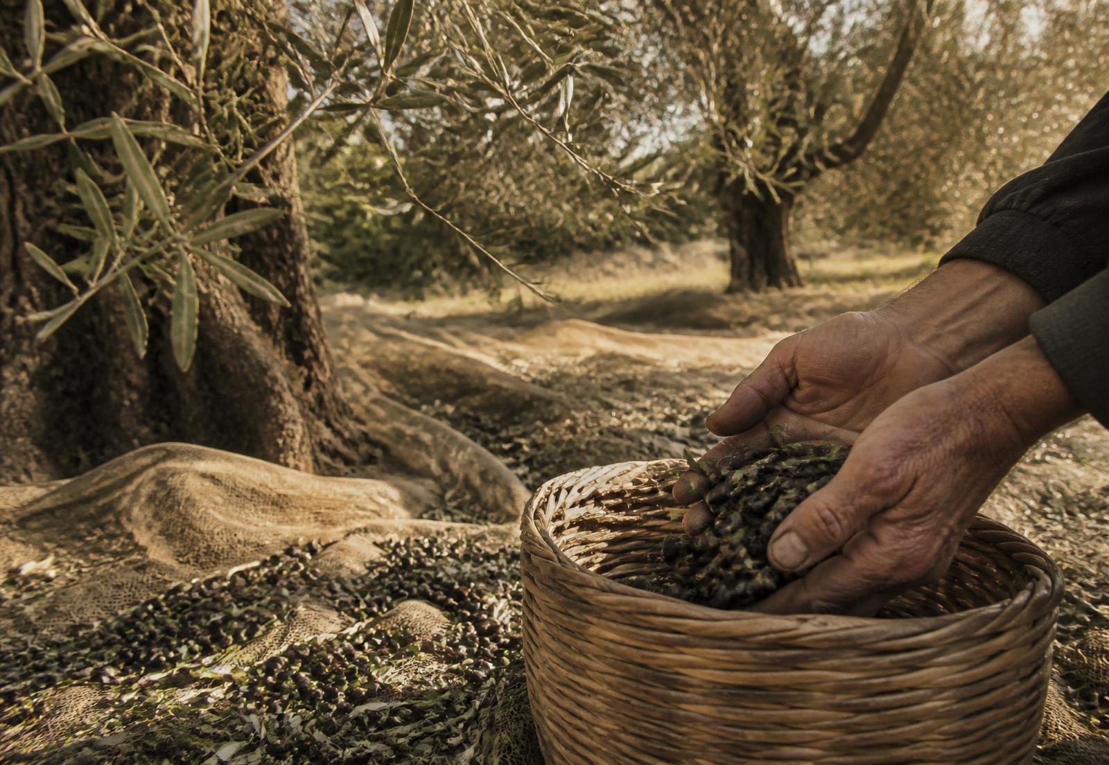 A Greek olive farmer's weathered hands placing freshly harvested olives into a woven basket beneath ancient olive trees in the Peloponnese.